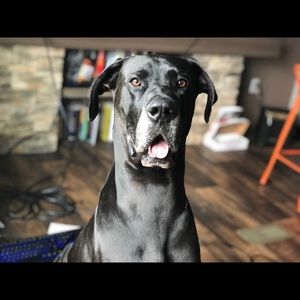 Meet your Posher, Rain